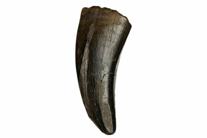 Serrated Tyrannosaur Tooth - Judith River Formation #184599
